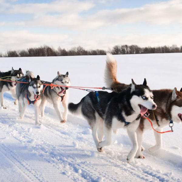 dog-sled-tours